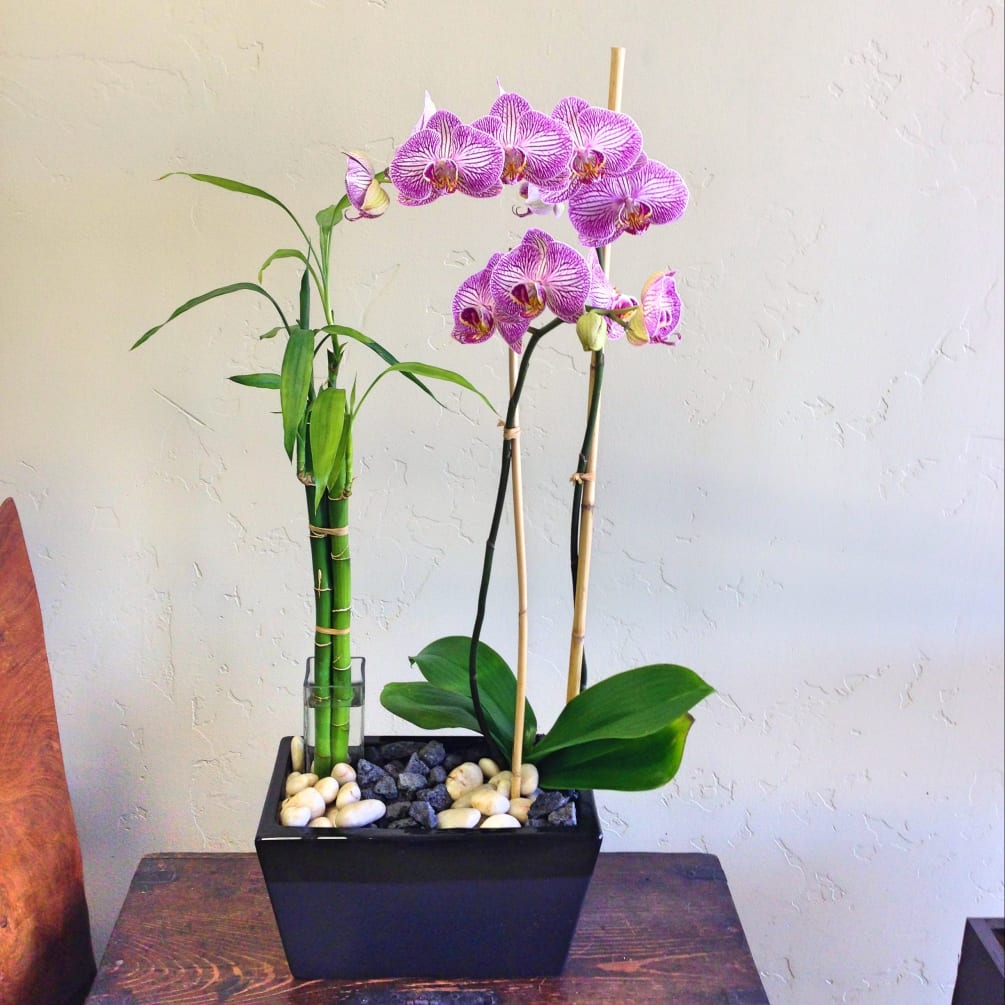 orchid and bamboo