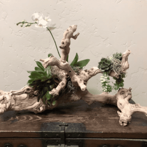 orchids and driftwood