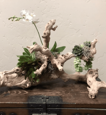 orchids and driftwood