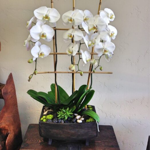 orchids in a planter