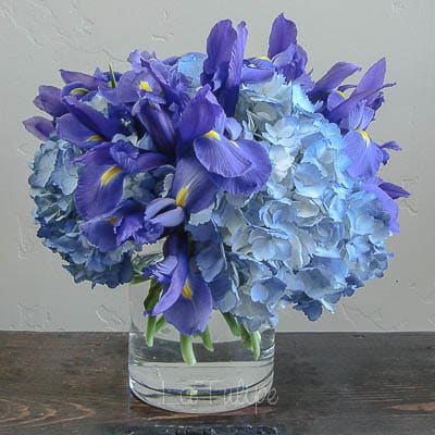 blue iris in a vase