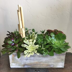succulents in a wood box planter