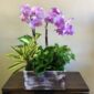 two orchids and plants in a planter