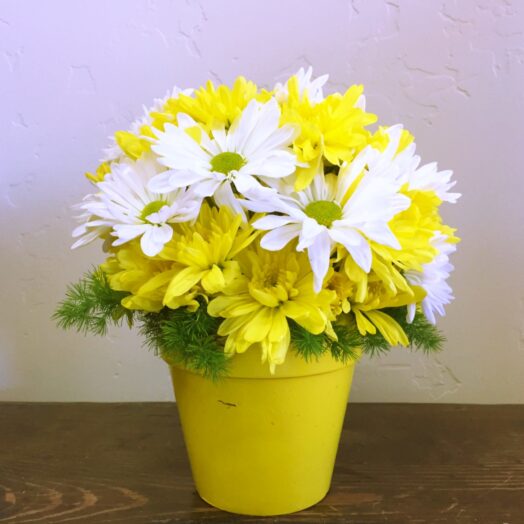Yellow daisies in a vase