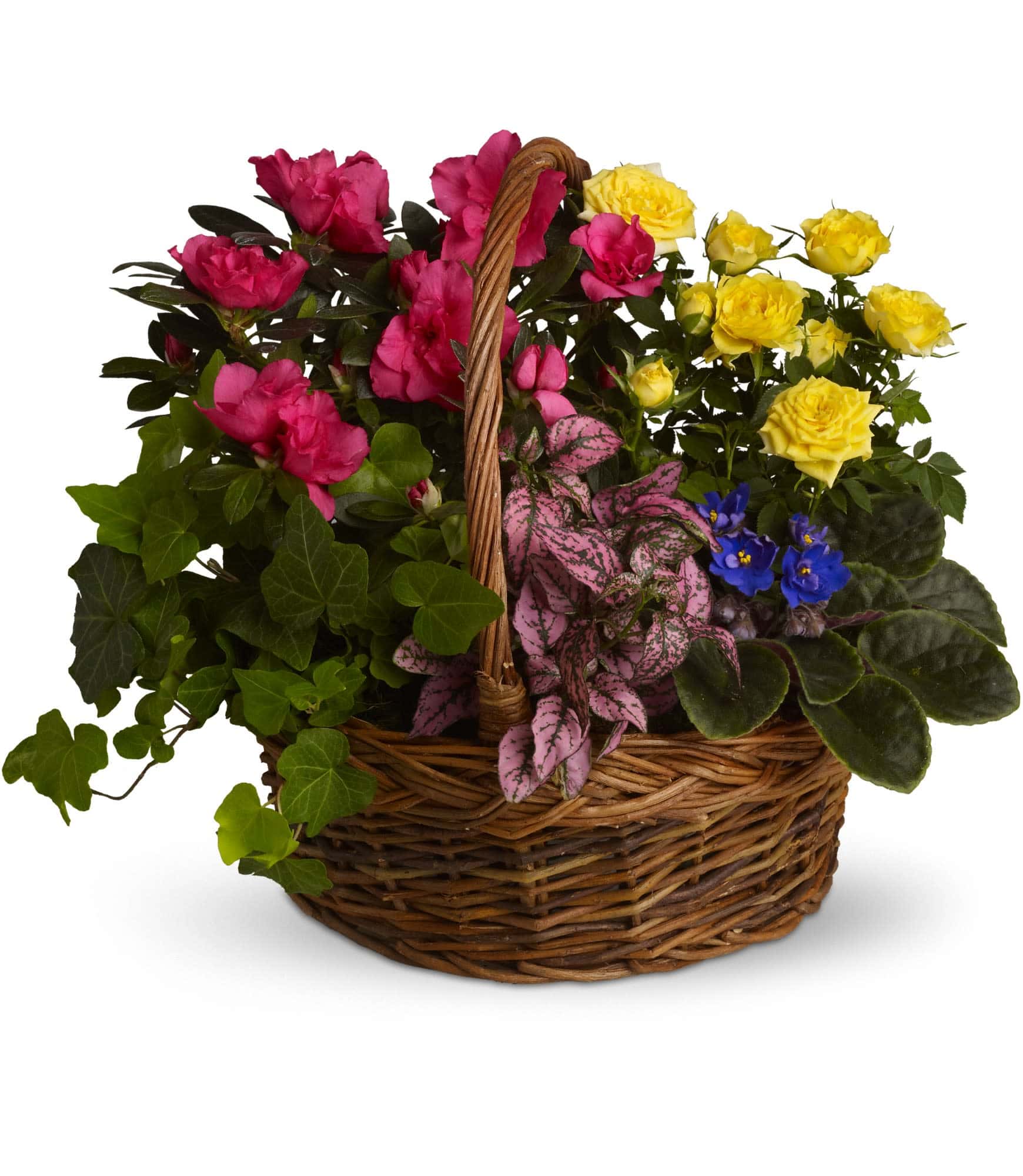 African violet, yellow rose plant, pink azalea, hypoestes and ivy plants