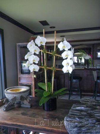 grand white orchids