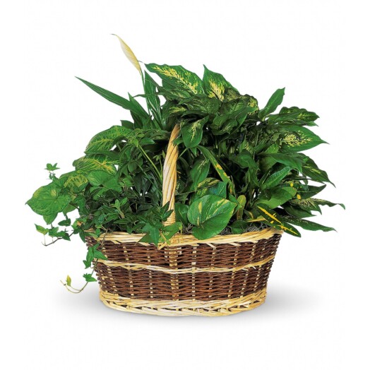 Croton, ivy, pothos, dieffenbachia in a