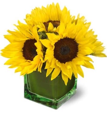 6 sunflowers in a vase