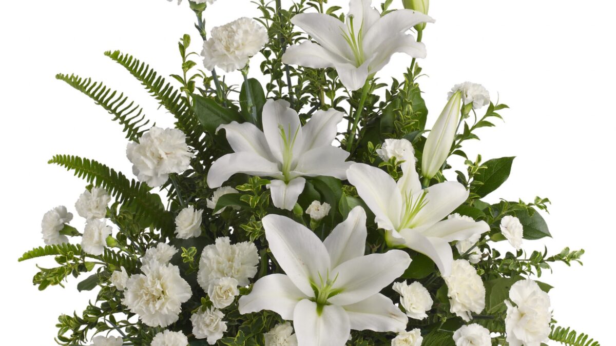 Peaceful White Lilies | Blooms Today