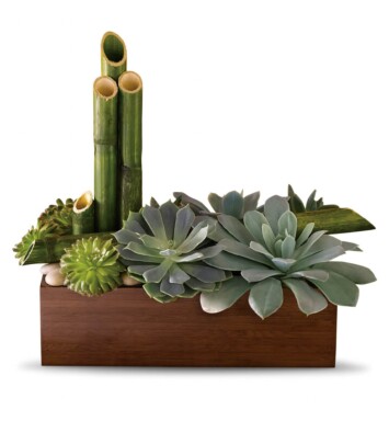 six succulent plants are arranged with river cane