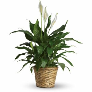 Spathiphyllum - Medium Plant