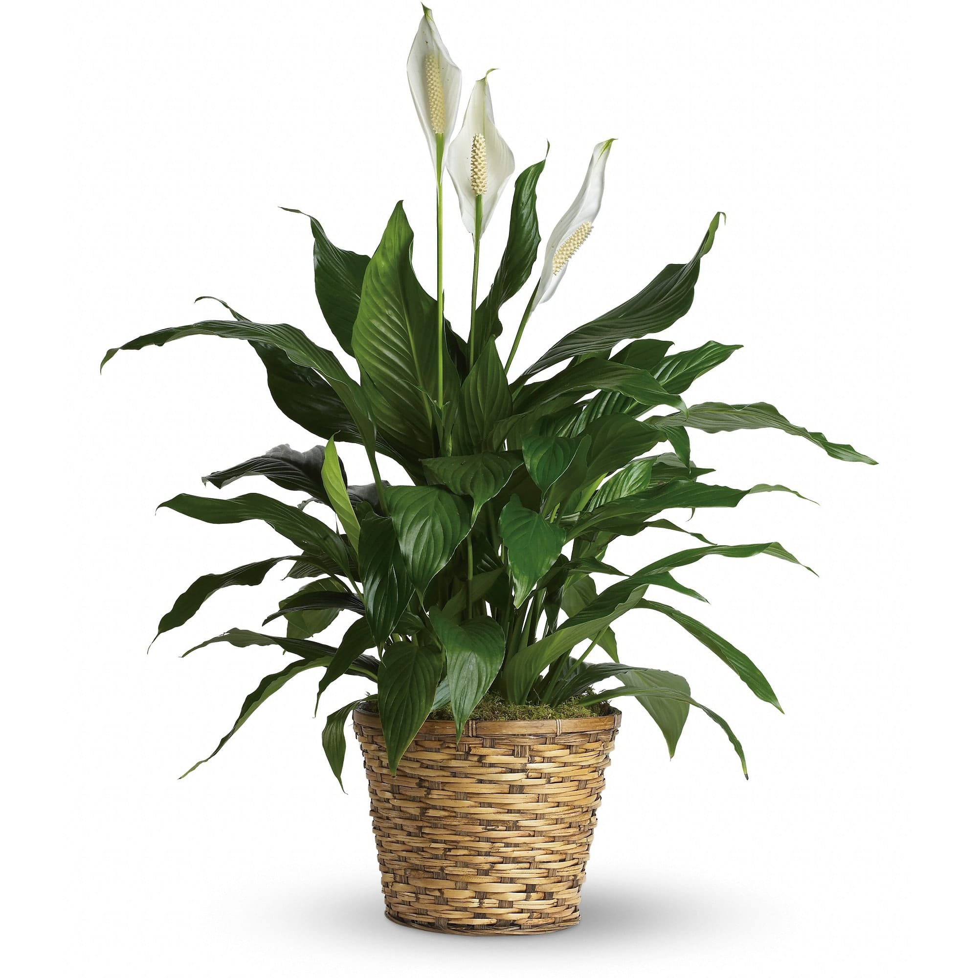 Spathiphyllum - Medium Plant