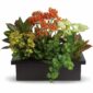 Goldfinger crotons, bright yellow and orange kalanchoes