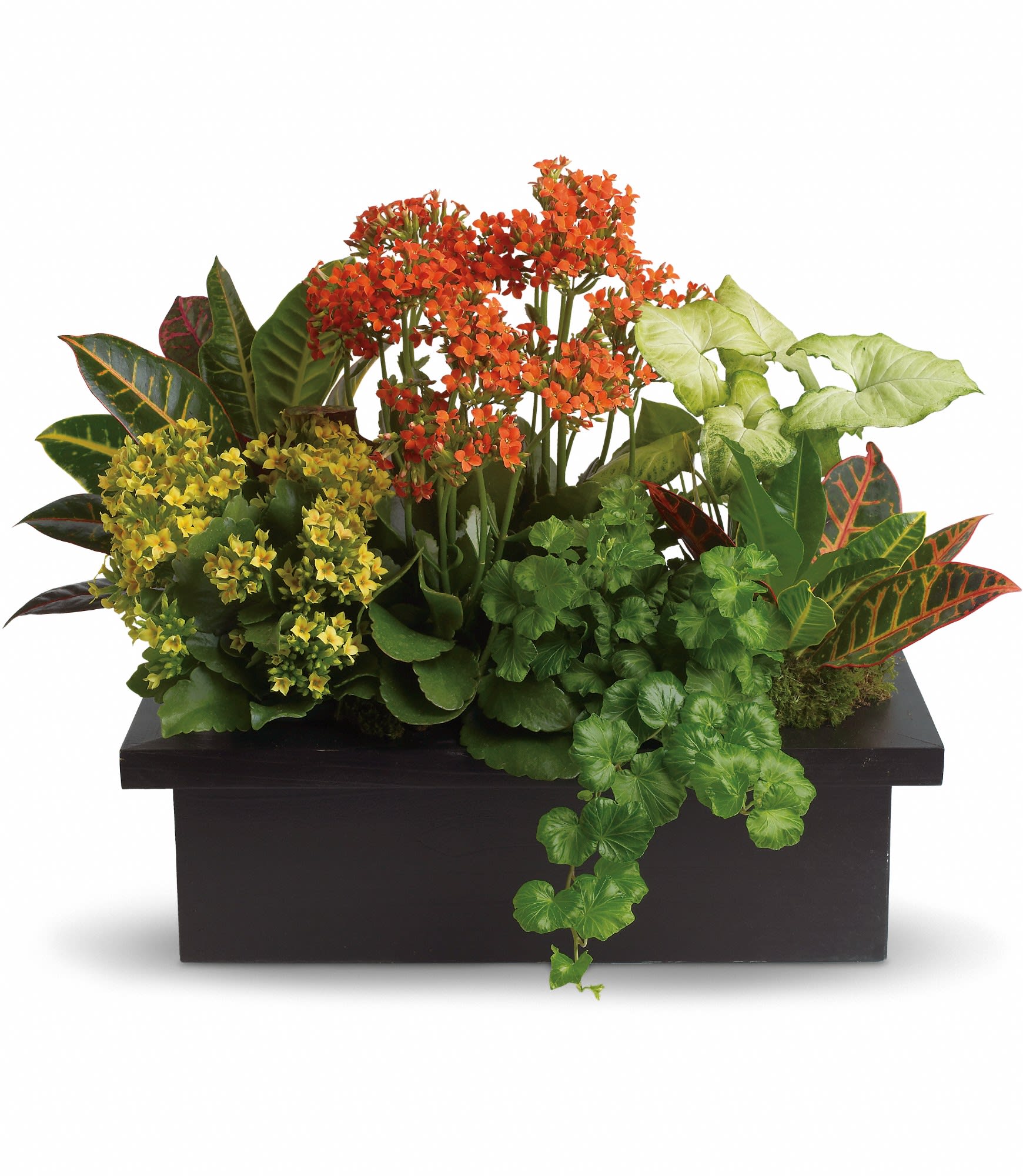Goldfinger crotons, bright yellow and orange kalanchoes