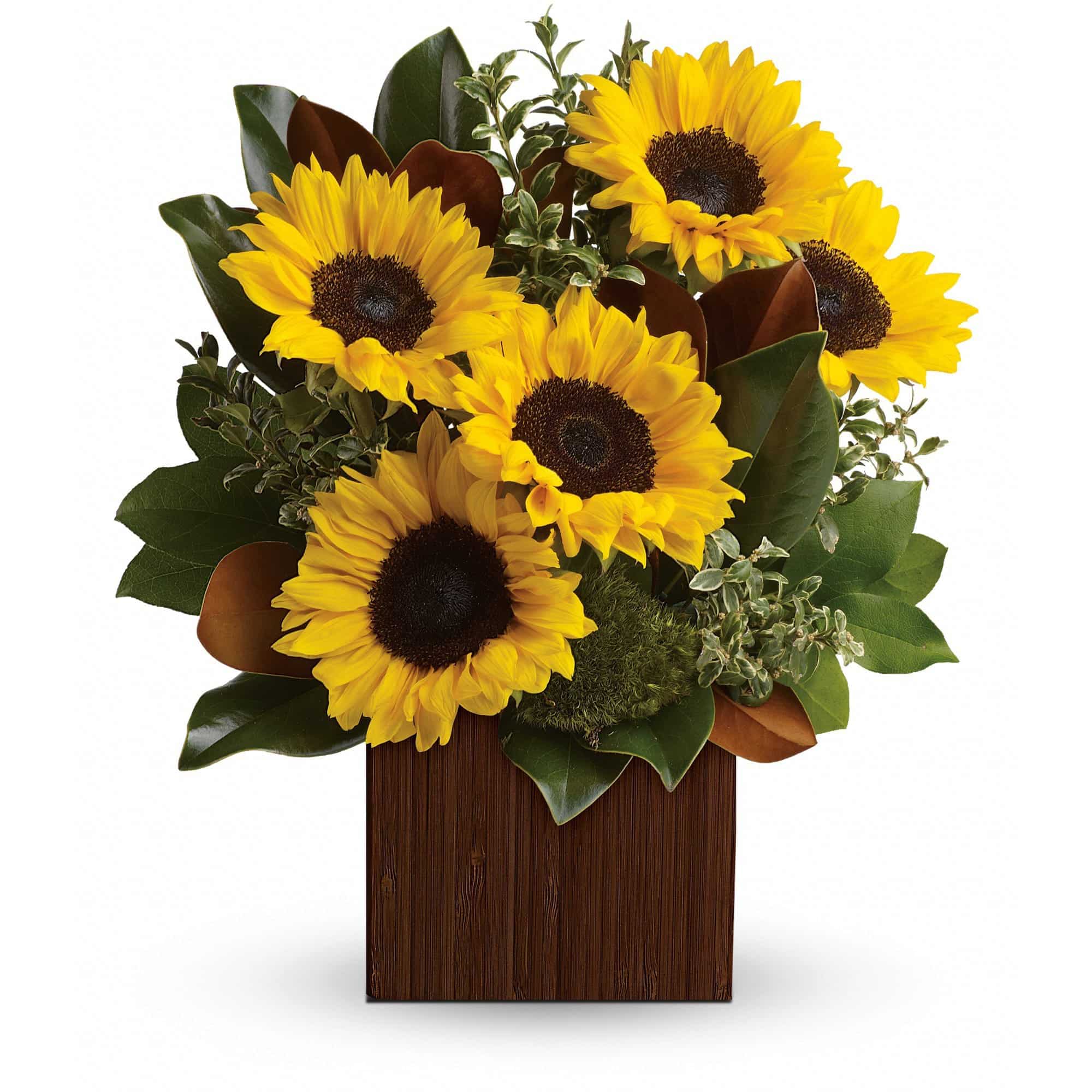 sunflower explosion in a square vase