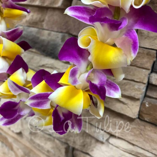 Bombay Orchid & Plumeria Hawaiian Lei