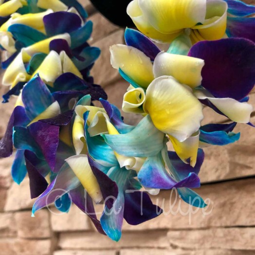 Blue bombay orchid and plumeria hawaiian lei