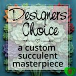 Designers Choice Succulent